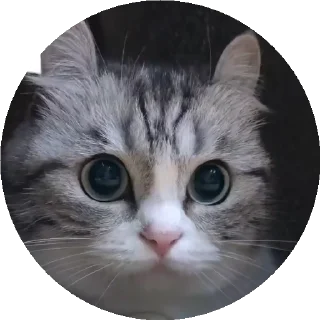 😺 emoji все стикеры тут: @stickersde Telegram sticker 14 of 37