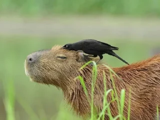 🌟 emoji Capybara Telegram sticker 13 of 42
