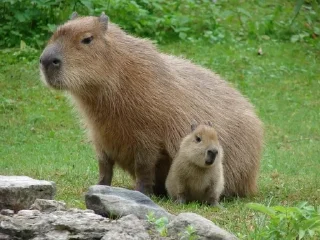 🌟 emoji Capybara Telegram sticker 5 of 42
