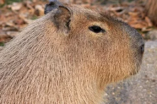 🌟 emoji Capybara Telegram sticker 9 of 42