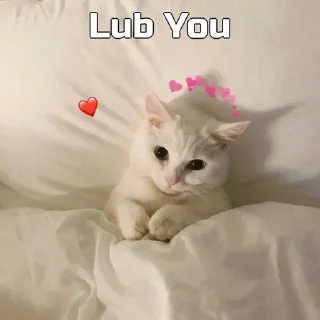 Sticker from Funny cat [ @OWNER_OF_S0UL ]