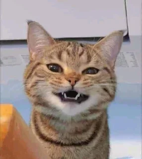 😁 emoji Cat funny Telegram sticker 18 of 25