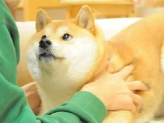 ❤️ emoji doge Telegram sticker 3 of 15