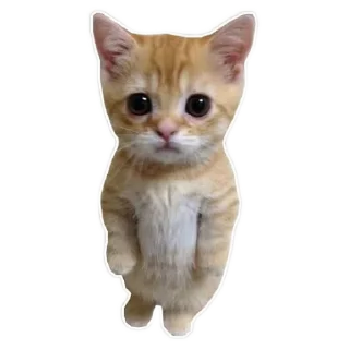 🐱 emoji Mewmew @meet_diary Telegram sticker 16 of 31