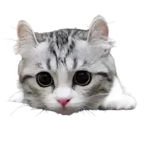 😂 emoji GrOoT Vol.1 Telegram sticker 19 of 40