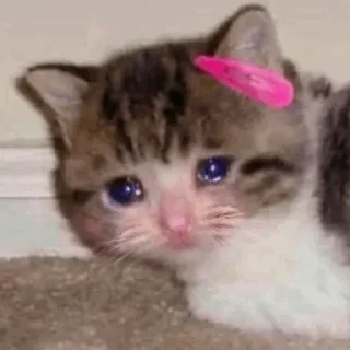 🥺 emoji @awwXsum 𝐂𝐮𝐓𝐢𝐞 𝐂𝐚𝐓𝐬! Telegram sticker 22 of 60