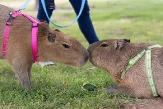 🌟 emoji Capybara Telegram sticker 22 of 42