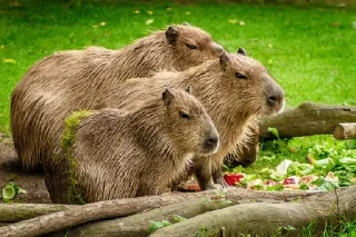 🌟 emoji Capybara Telegram sticker 3 of 42