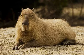 🌟 emoji Capybara Telegram sticker 15 of 42