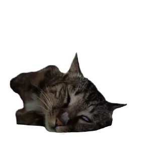 🐱 emoji Cats And Memes Telegram sticker 5 of 26