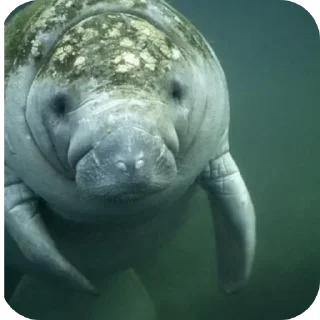 🌊 emoji Dugong Telegram sticker 17 of 22