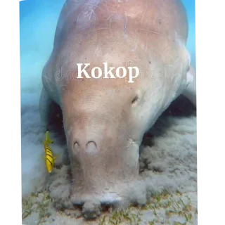 🌊 emoji Dugong Telegram sticker 22 of 22
