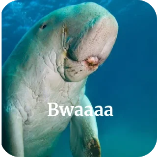 🌊 emoji Dugong Telegram sticker 10 of 22