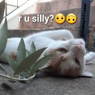 Sticker from Cat Stickers