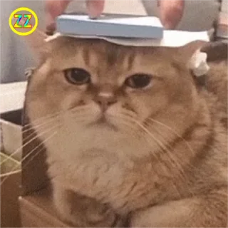 😐 emoji 定制联系美工 @vipp8p8 更多表情 @zz915 Telegram sticker 19 of 50