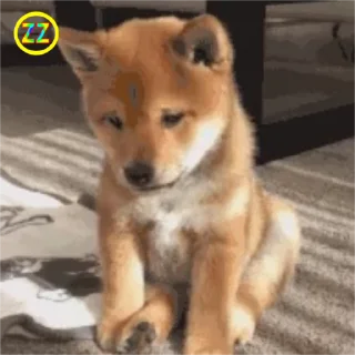 🐶 emoji 定制联系美工 @vipp8p8 更多表情 @zz915 Telegram sticker 11 of 50