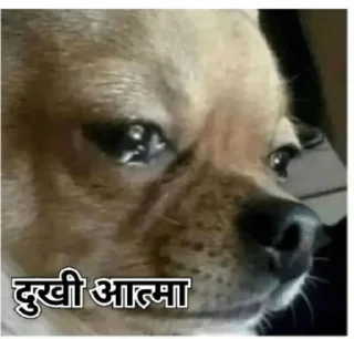 🥺 emoji @Opstickerpacks 🌟Hindi Memes 💖 Telegram sticker 17 of 65