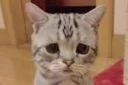 😭 emoji Funny Cat Telegram sticker 10 of 79