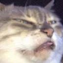 😒 emoji Funny Cat Telegram sticker 19 of 79