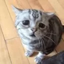 😭 emoji Funny Cat Telegram sticker 13 of 79
