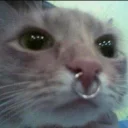 😒 emoji Funny Cat Telegram sticker 18 of 79