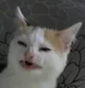 😢 emoji Funny Cat Telegram sticker 14 of 79