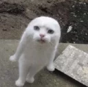 😳 emoji Funny Cat Telegram sticker 21 of 79