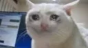😭 emoji Funny Cat Telegram sticker 7 of 79