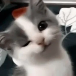 😏 emoji Funny cat • @stickersbyvj Telegram sticker 5 of 29