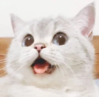 😲 emoji 小涼伴 Telegram sticker 5 of 36