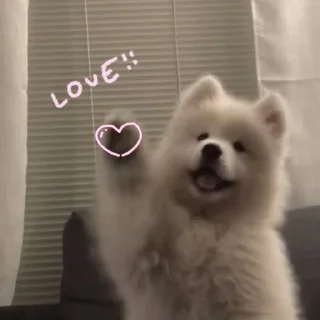 Sticker from samoyed