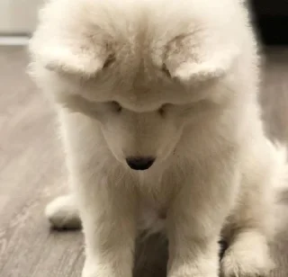 Sticker from samoyed
