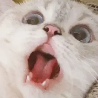 😱 emoji Nana cat Telegram sticker 1 of 16