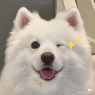 🤩 emoji samoyed Telegram sticker 6 of 20