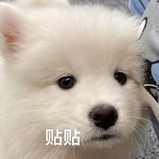 😅 emoji 萨摩耶(Samoyed) & more by @momo_li ⭐️ Telegram sticker 6 of 120