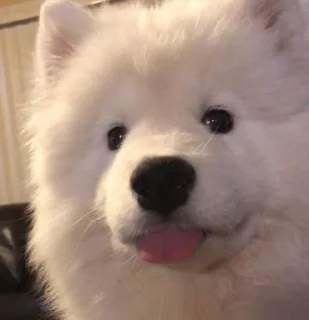 😜 emoji samoyed Telegram sticker 18 of 20