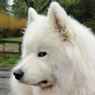 😒 emoji samoyed Telegram sticker 19 of 20