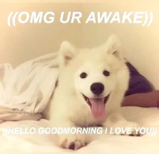 🐶 emoji @incheonkid as samoyed Telegram sticker 13 of 15
