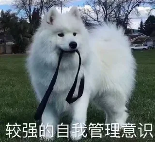 😆 emoji 萨摩耶(Samoyed) & more by @momo_li ⭐️ Telegram sticker 5 of 120
