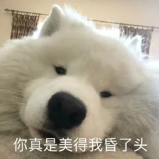 🤣 emoji 萨摩耶(Samoyed) & more by @momo_li ⭐️ Telegram sticker 8 of 120