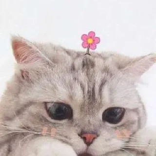 🥺 emoji Cat🐱 Telegram sticker 16 of 45