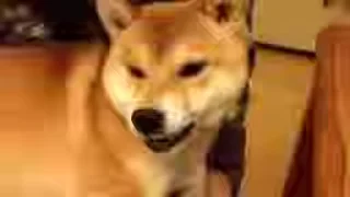 😡 emoji Shiba Inu Vimdeos #2 @LegendaryKeys Telegram sticker 7 of 50