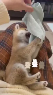 😅 emoji Shiba Inu Vimdeos #3 @LegendaryKeys Telegram sticker 16 of 26