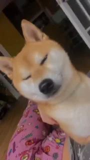 👀 emoji Shiba Inu Vimdeos #3 @LegendaryKeys Telegram sticker 6 of 26