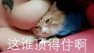 🐭 emoji 猫猫专用贴纸包 @mengxinsetu Telegram sticker 21 of 33