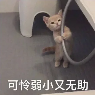 🐱 emoji 小动物能有什么坏心眼呢 @xiaotianxinya Telegram sticker 7 of 74