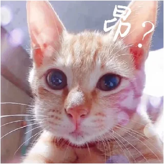 ❓ emoji 小动物能有什么坏心眼呢 @xiaotianxinya Telegram sticker 19 of 74