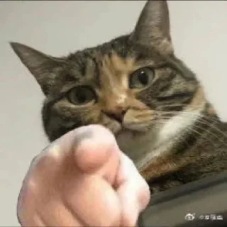 👇 emoji 小动物能有什么坏心眼呢 @xiaotianxinya Telegram sticker 23 of 74
