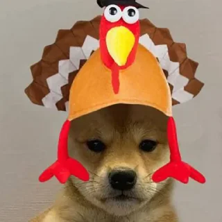🐤 emoji DOG WIF HAT Telegram sticker 10 of 120