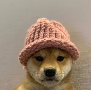 🐕 emoji DOG WIF HAT Telegram sticker 1 of 120